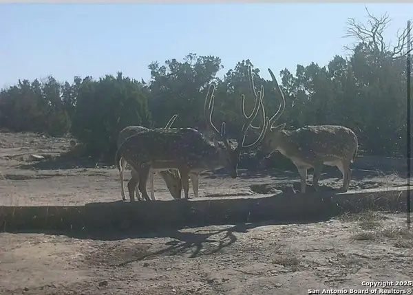 000 Sd 45340, Rocksprings, TX 78880