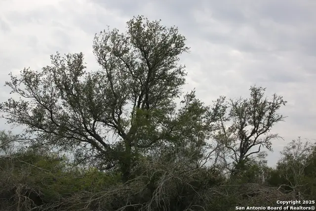 TBD #2 County Road 567, Devine, TX 78016 - Image #2