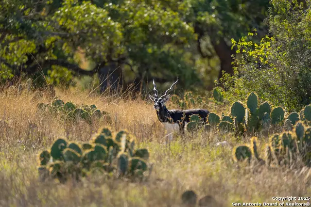 000 Cattlemans Crossing Dr, Kerrville, TX 78023 - Image #2