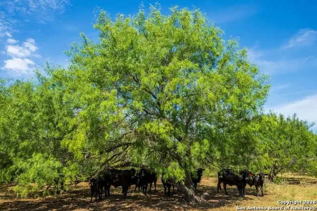 CR 732 Cr, Yancey, TX 78886 - #2