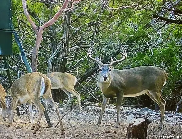 1455 Willow Springs, Pipe Creek, TX 78063 - #3