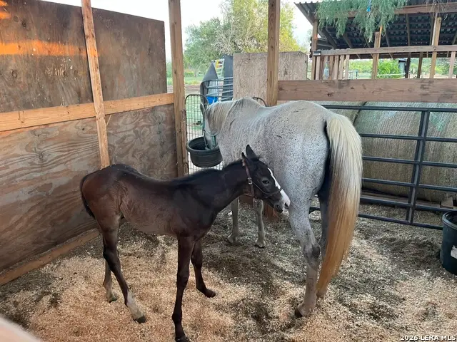 3285 Pittman Rd, Saint Hedwig, TX 78152 - #2