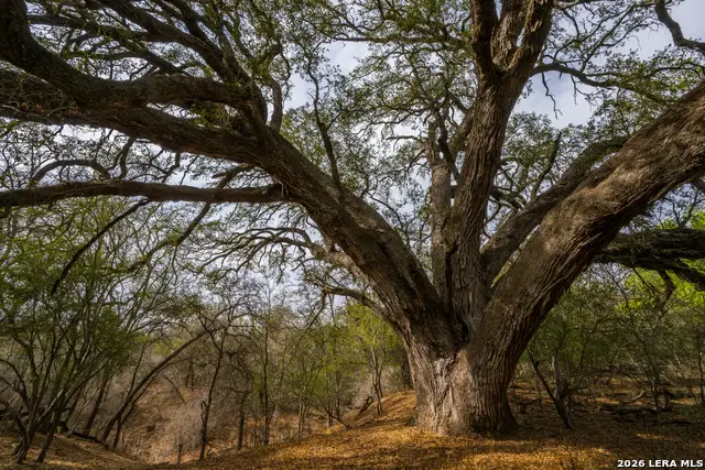 994 Marburger, Crystal City, TX 78839 - #2