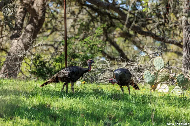 283 Dally Road, Fredericksburg, TX 78624 - #3