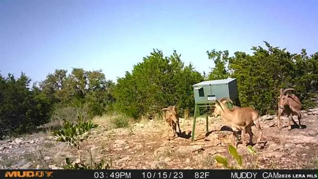 752 Sd 46061, Rocksprings, TX 78880 - #2