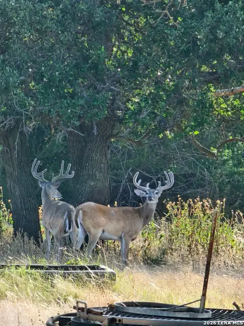 2724 Sd 24910, Rocksprings, TX 78880 - #3