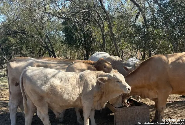 000 Fm 1346, Saint Hedwig, TX 78152 - #2