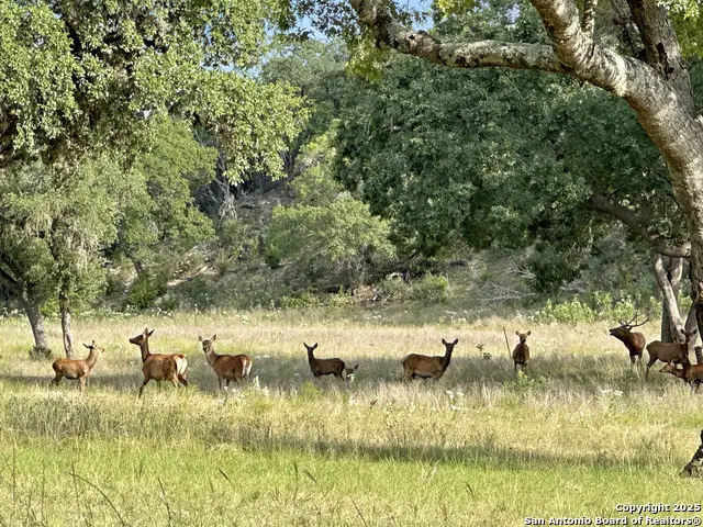 TBD-LOT 42 Blackbuck, Pipe Creek, TX 78063 - #2