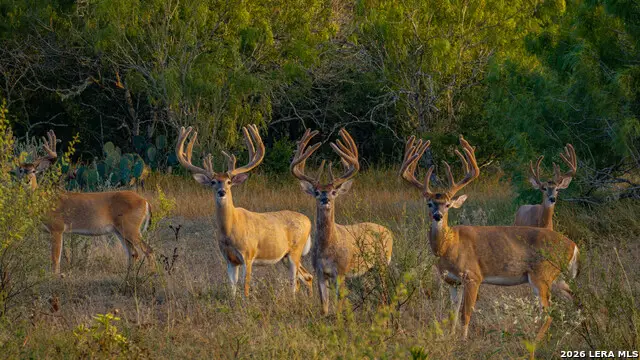 5775 County Road 308, Orange Grove Sandia, TX 78373 - #3