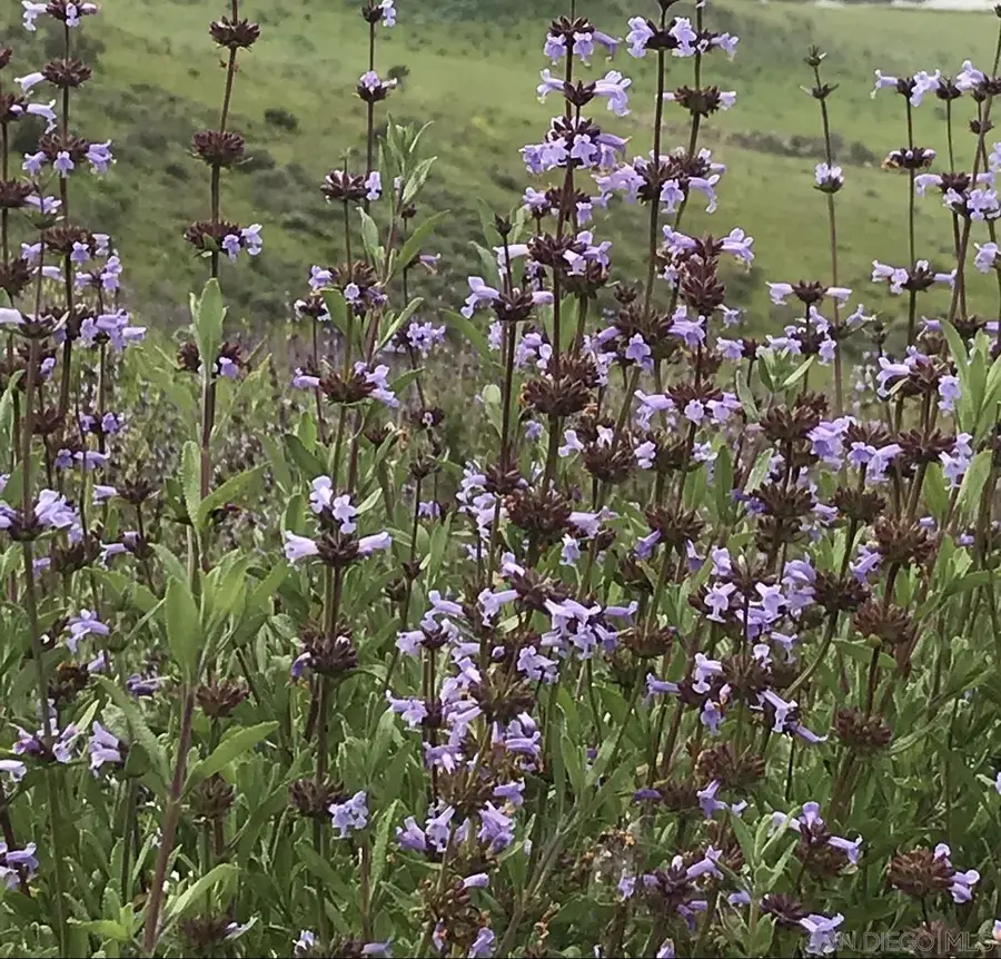 35109 Highway 79 #178, Warner Springs, CA 92086 - #3