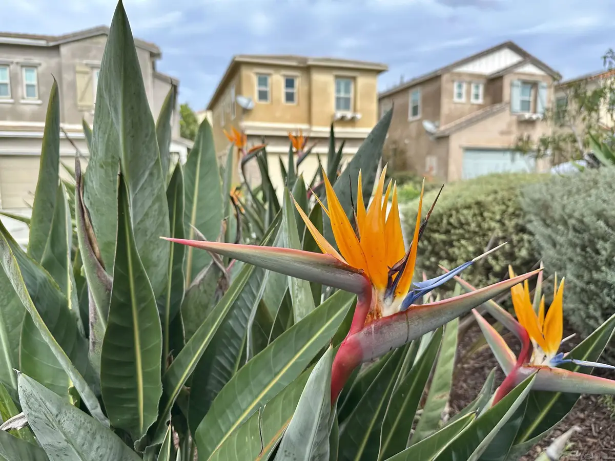 1132 Cherry Tree Lane, Vista, CA 92084 - #1