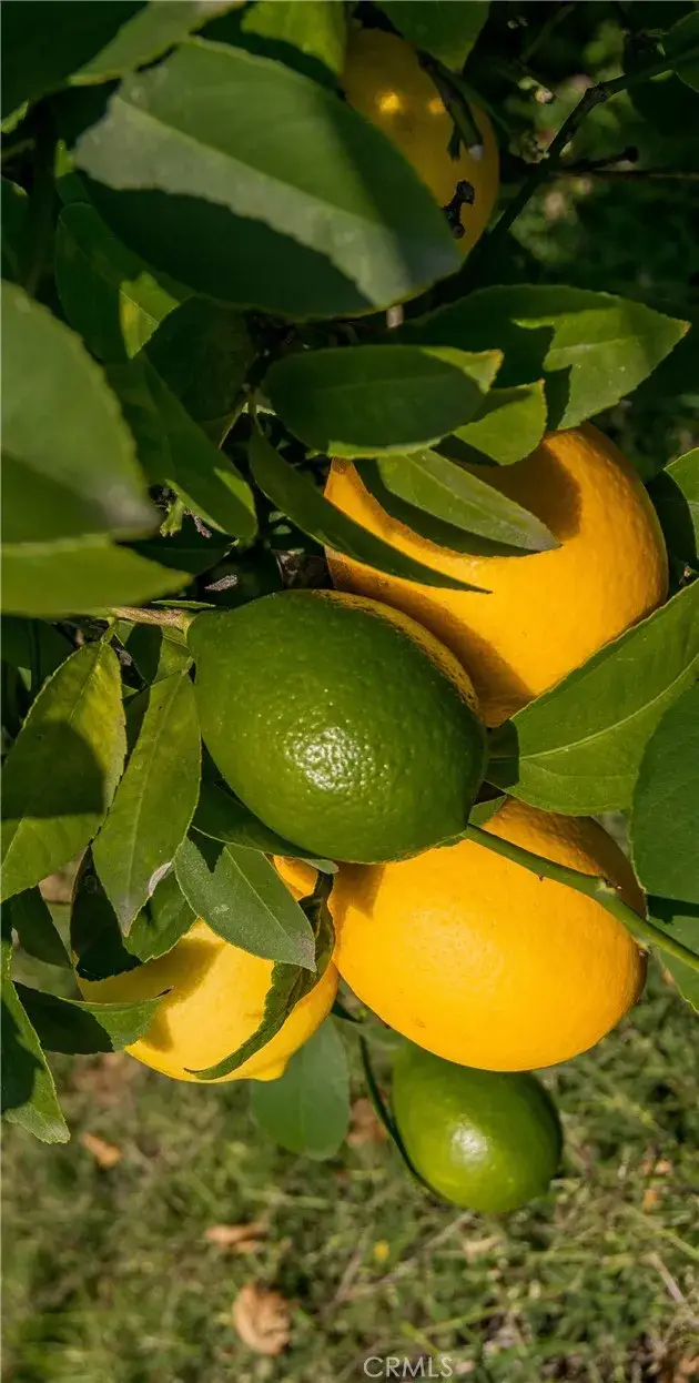 2820 N Mount Curve, Altadena, CA 91001 - Image #3