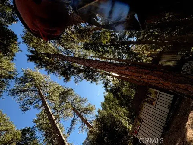 9202 Wood, Forest Falls, CA 92339 - Image #3