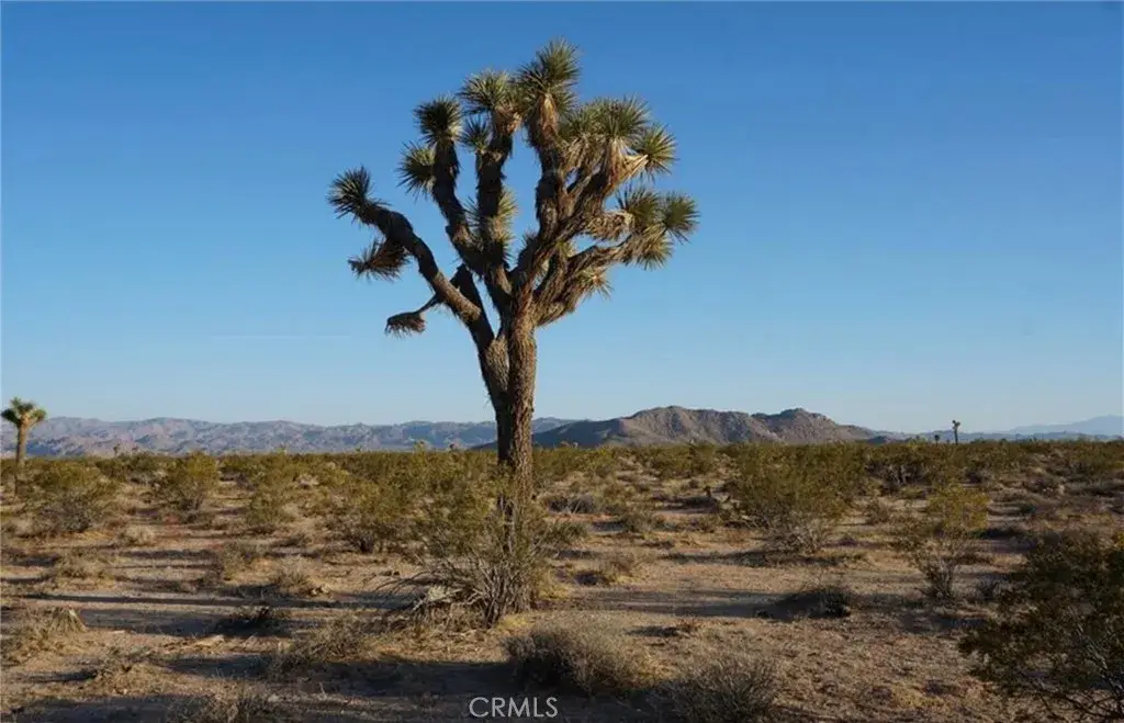 2172 Conejo, Joshua Tree, CA 92252 - #1