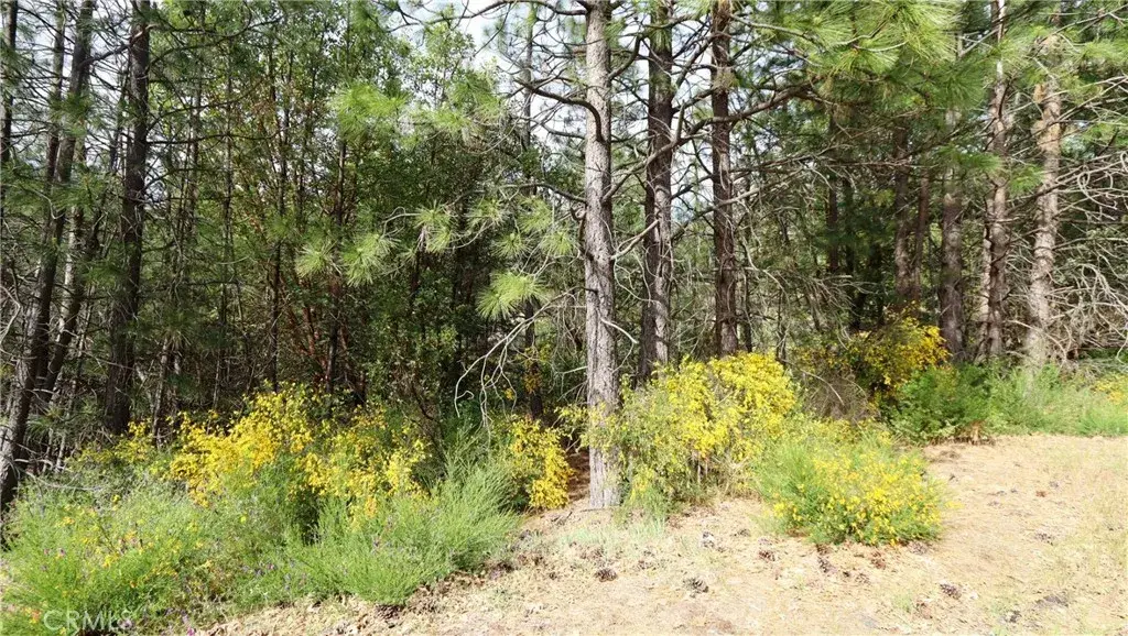 9072 Fox, Cobb, CA 95426 - #1