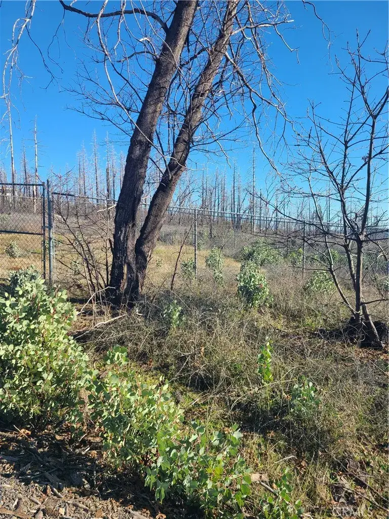 81 Green Cedar, Berry Creek, CA 95916 - #3