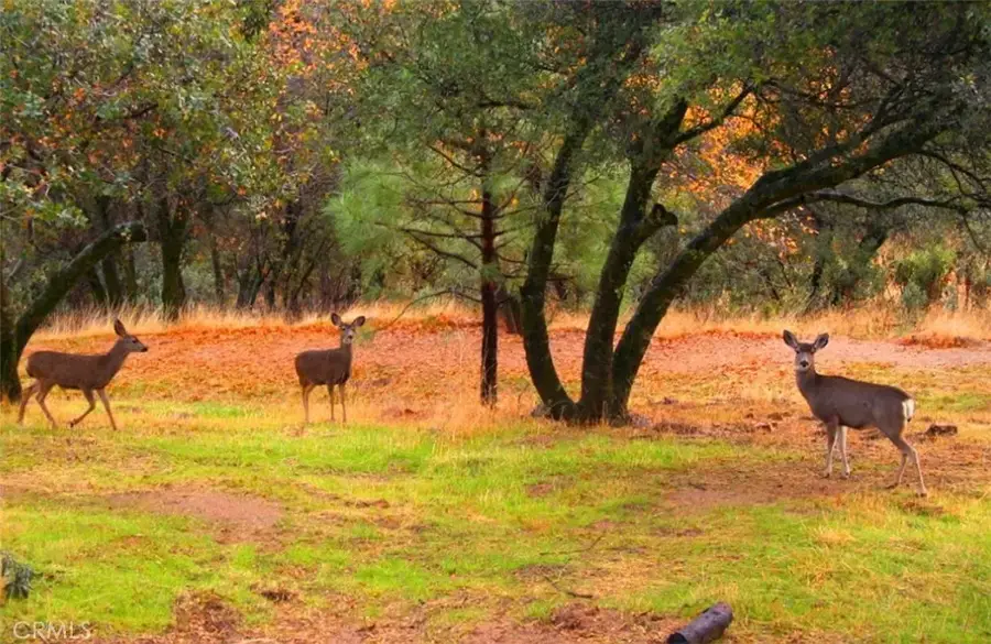 0 Revis, Coarsegold, CA 93614 - #3