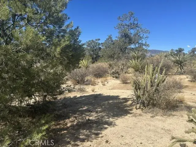 319 Alpine Dr, Mountain Center, CA 92561 - #2