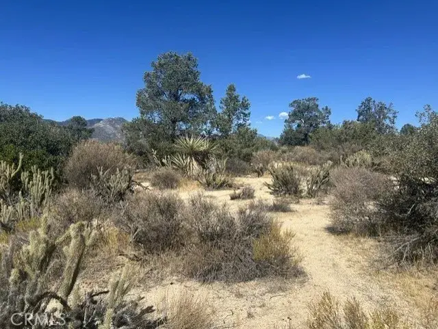 319 Alpine Dr, Mountain Center, CA 92561 - #3