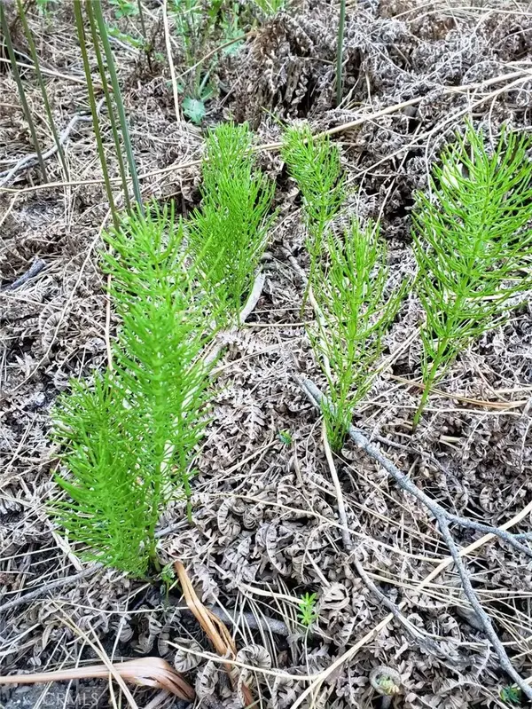 29531 Little Bear Creek, Cedar Glen, CA 92321