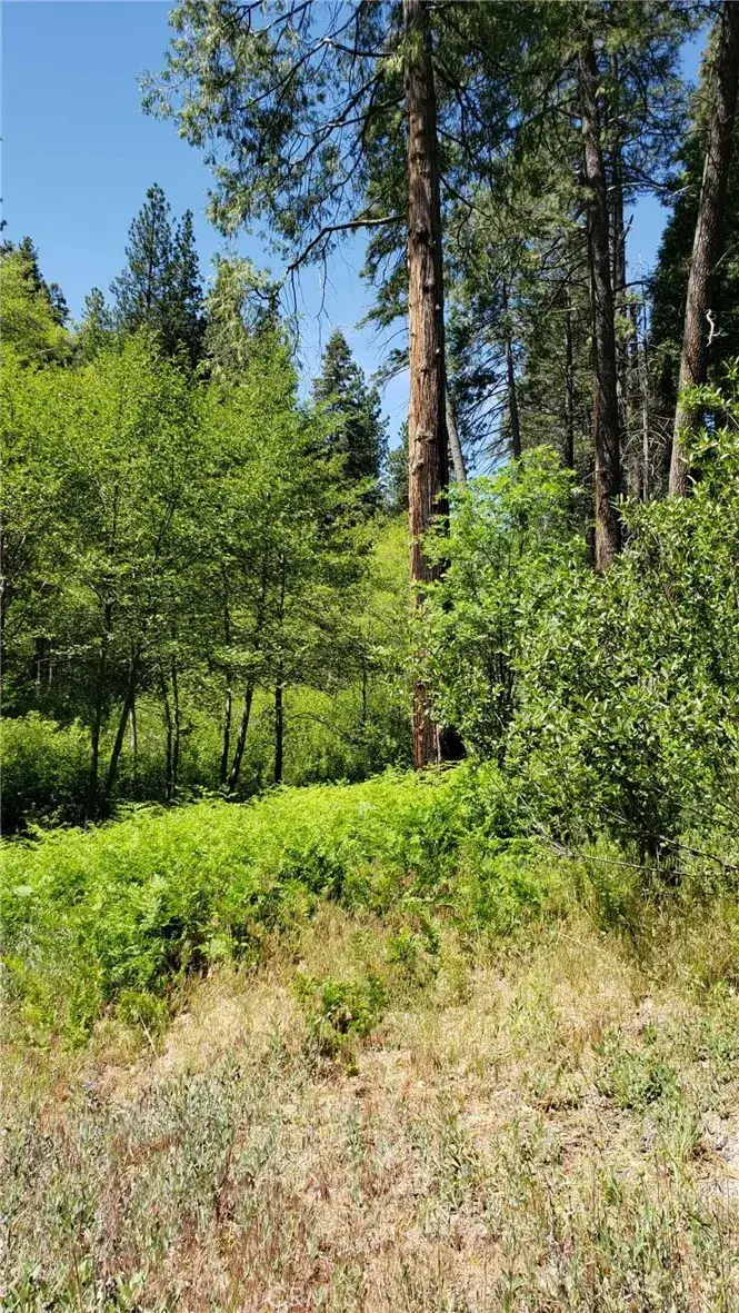 29531 Little Bear Creek, Cedar Glen, CA 92321 - #3