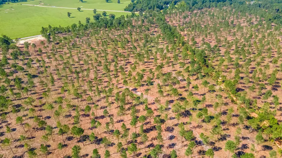 (Lot 10) Shadow Lane / Camp Rawls Rd, Wagener, SC 29164 - Image #3