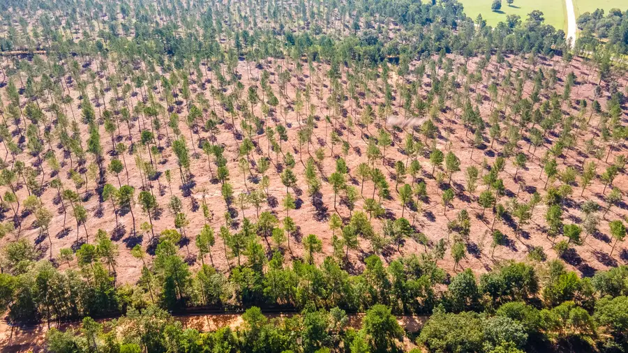 Lot 5 Bluffwood Road, Wagener, SC 29164 - Image #3