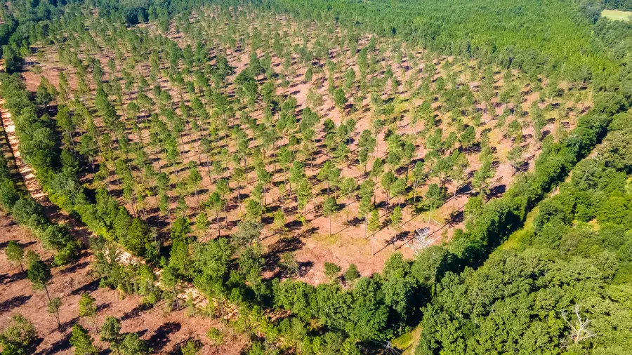 Lot 3 Bluffwood Road, Wagener, SC 29164 - Image #3