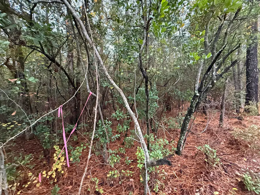 12.29 Acre State Park Road, Windsor, SC 29856 - Image #3