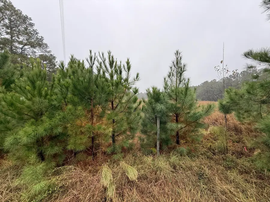 13.97 Acre State Park Road, Windsor, SC 29856 - Image #3