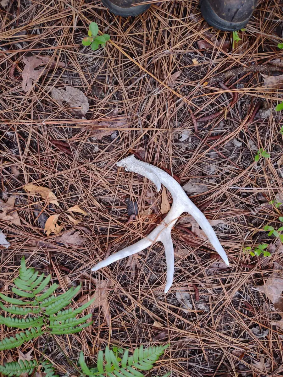 88.58 Acre Collum Pond Road, Wagener, SC 29164 - Image #2