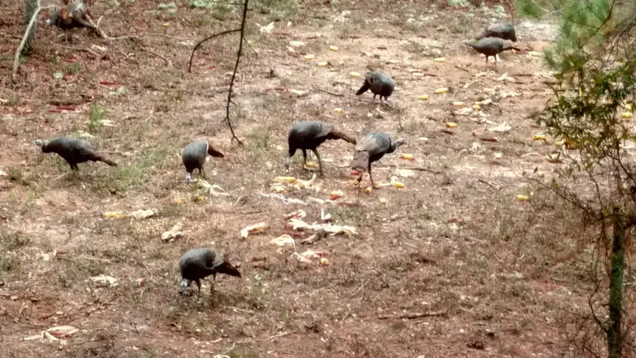 88.58 Acre Collum Pond Road, Wagener, SC 29164 - Image #3