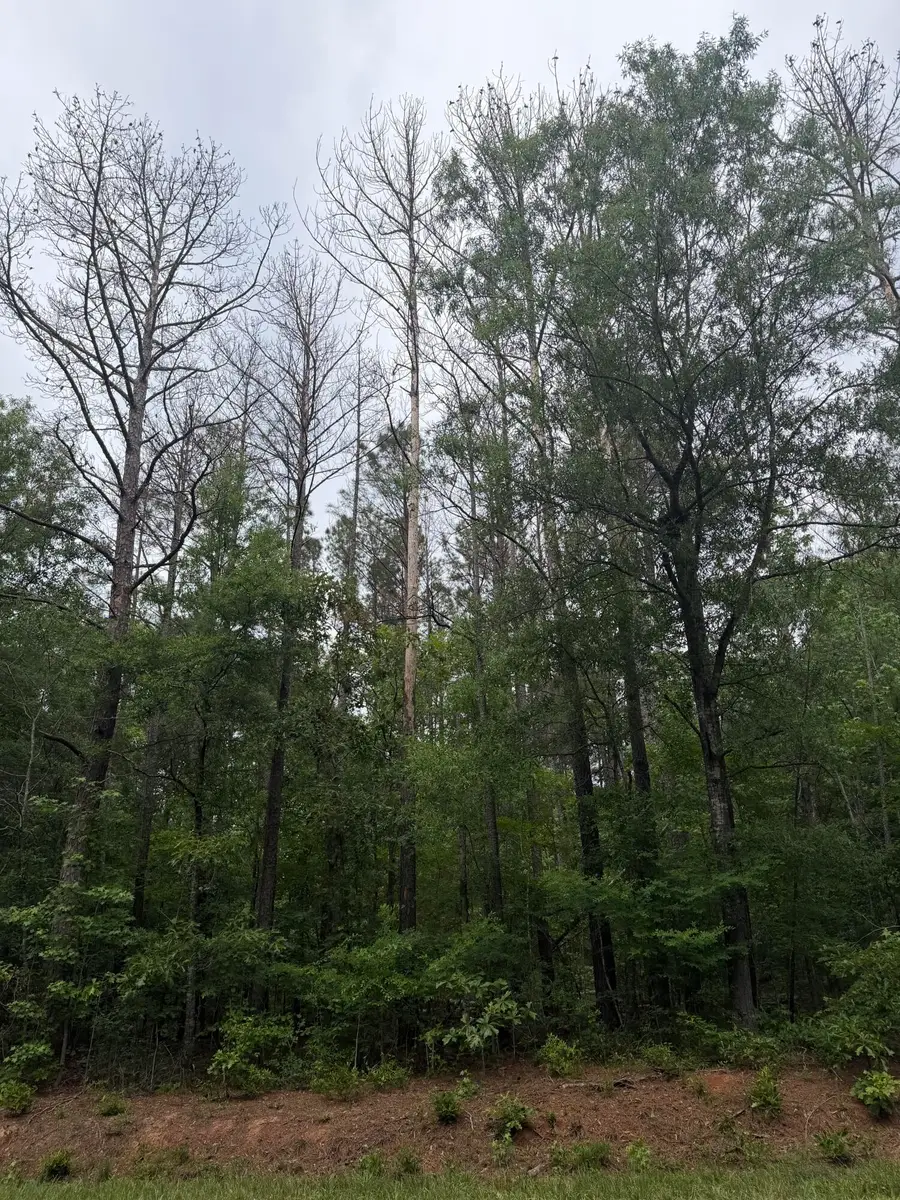 Tbd Pine Valley Drive, Edgefield, SC 29824 - #2