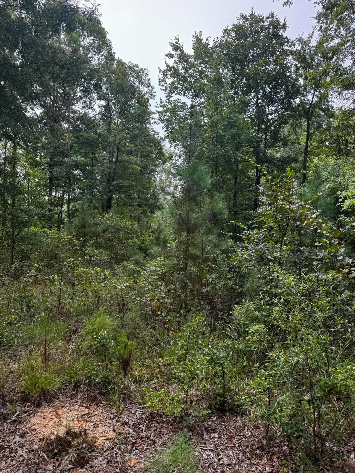 00 Gabe Rd Road, Saluda, SC 29138 - #1