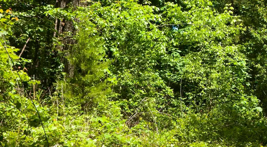 280 Dovehaven Drive, Pickens, SC 29671 - Image #3