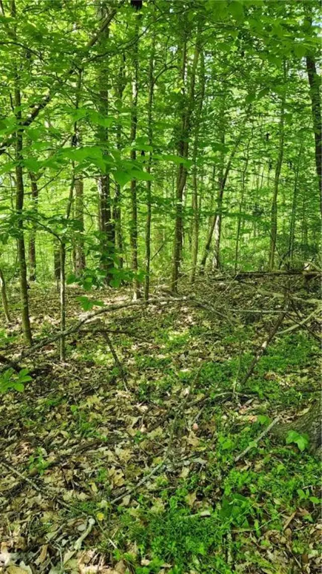 1125 Cambridge Street Extension, Abbeville, SC 29620 - #2