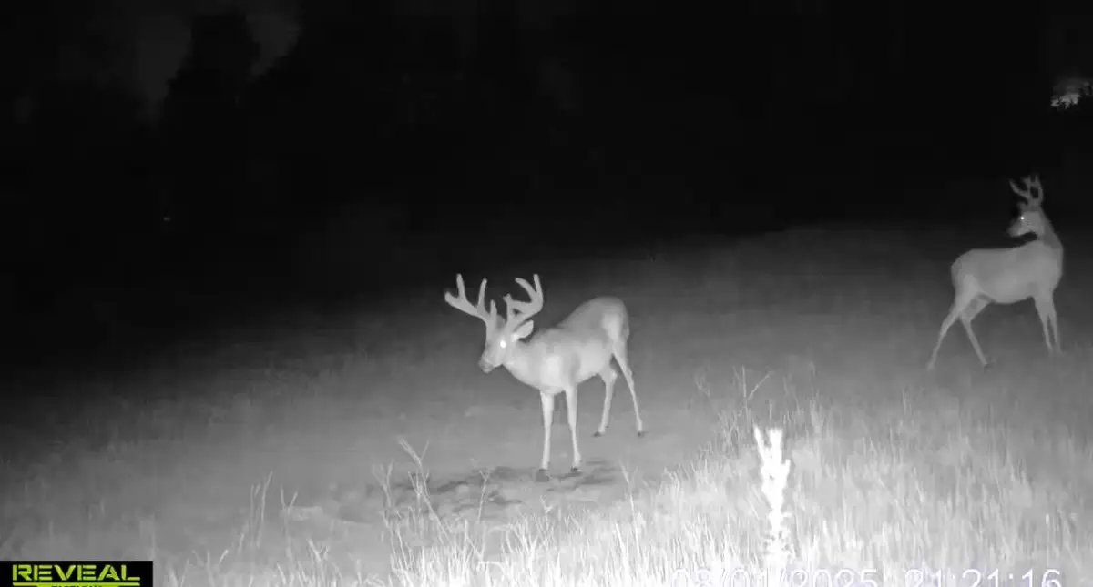 1 Sarah Simpson Road, Iva, SC 29655 - #1