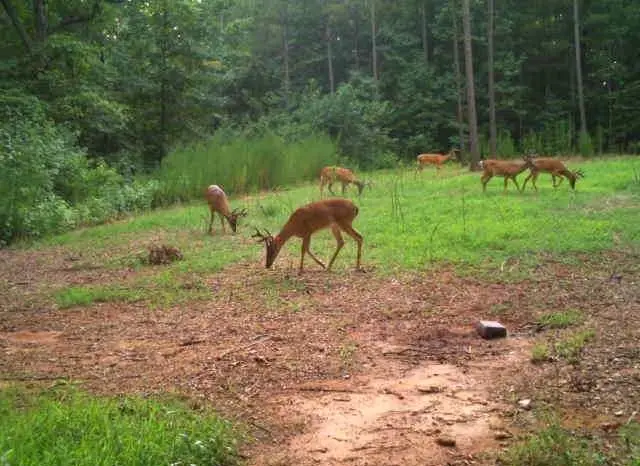 1 Sarah Simpson Road, Iva, SC 29655 - #2