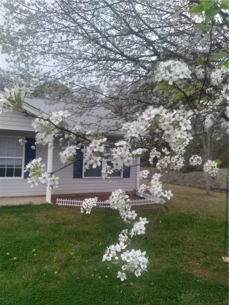 337 Monti Drive, Anderson, SC 29625 - #2