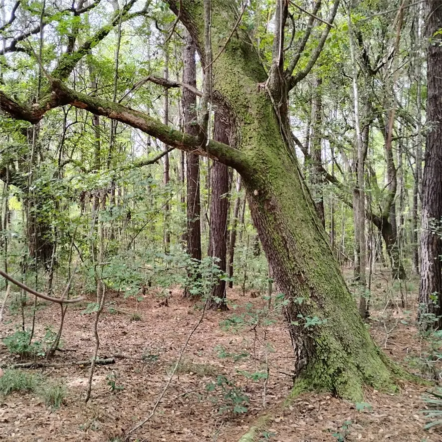 00 Hendersonville Highway, Green Pond, SC 29446 - #2