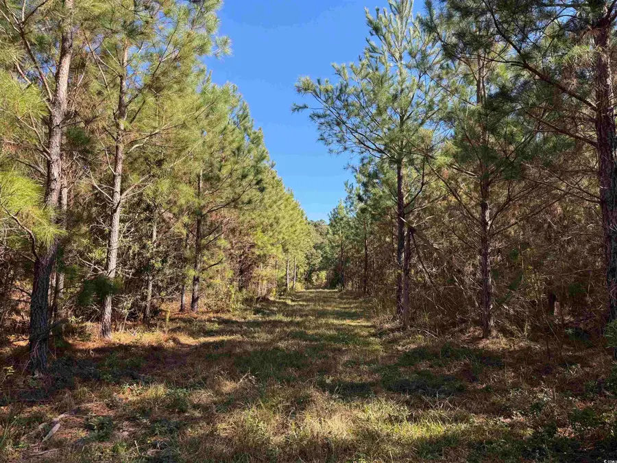 57.40 Acres-TBD Cades Rd., Cades, SC 29518 - Image #2