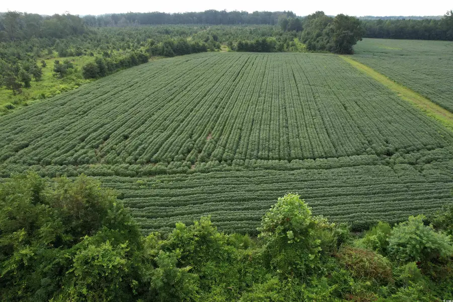 1335 Norwood Rd., Olanta, SC 29114 - Image #2