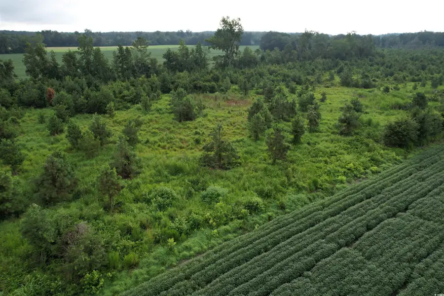 1335 Norwood Rd., Olanta, SC 29114 - Image #3