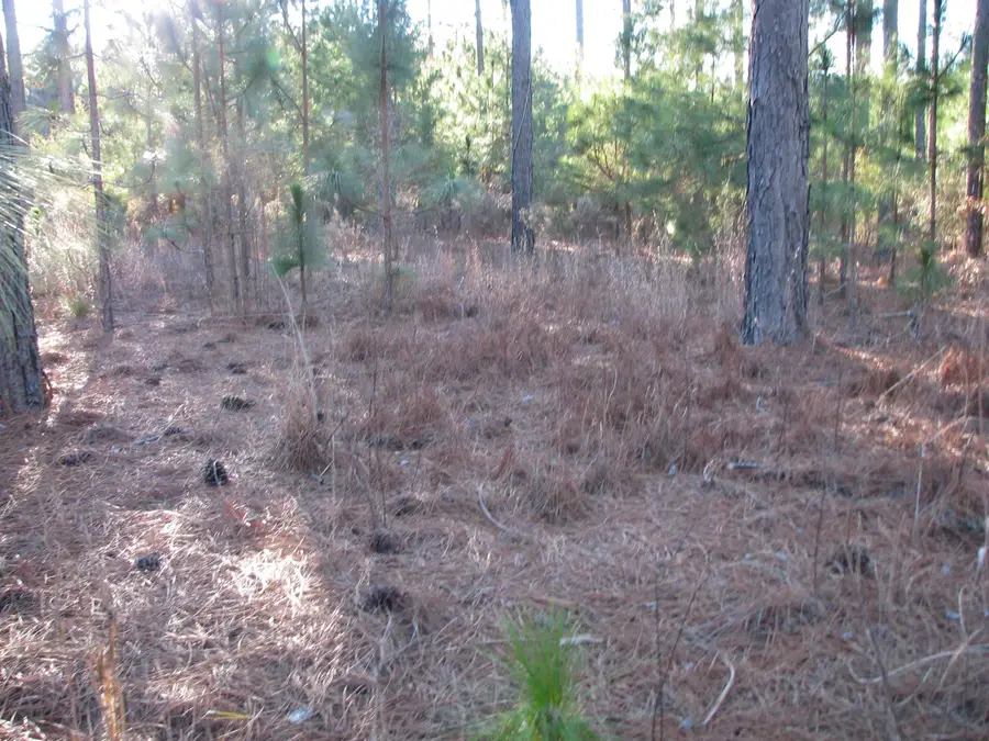 0 Gully Branch Rd., Dillon, SC 29536 - Image #2