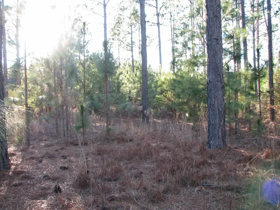 0 Gully Branch Rd., Dillon, SC 29536 - Image #3