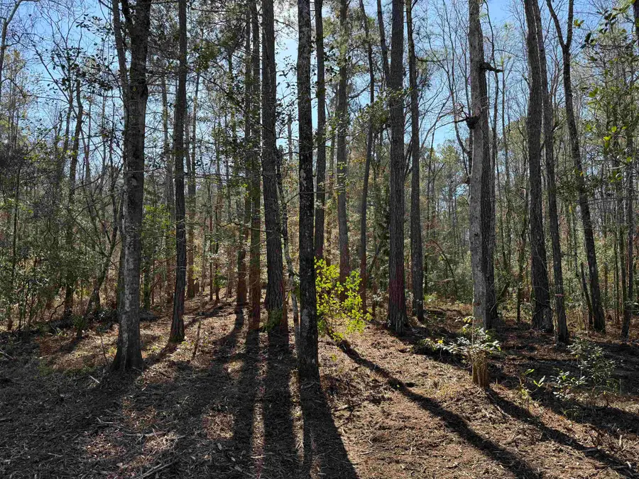 31.40 Acres-TBD Pennyroyal Rd., Georgetown, SC 29440 - Image #2