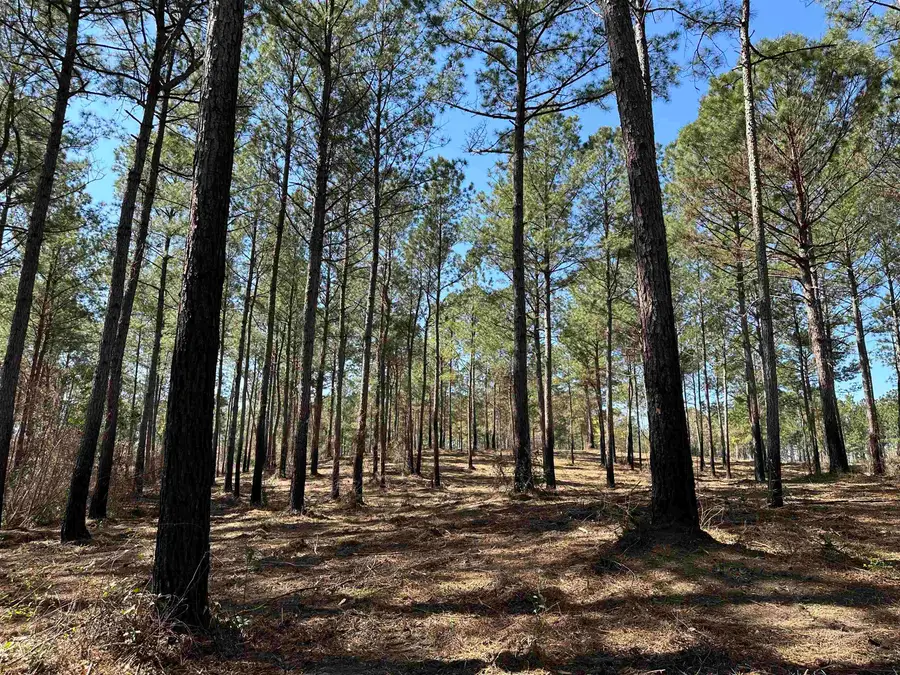 Lot 6 - TBD Old Camp Ln., Salters, SC 29590 - #3