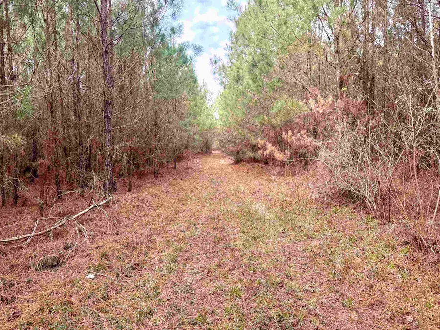 106.6 Acres-TBD Highway 52, Salters, SC 29590 - #3