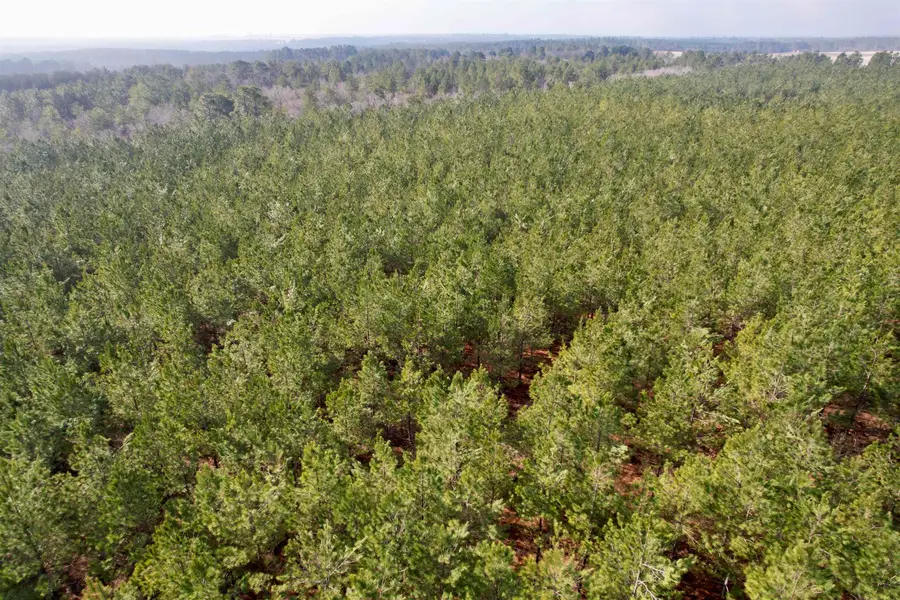 25.93Acres-4567 Dunham Rd, Bethune, SC 29009 - #2