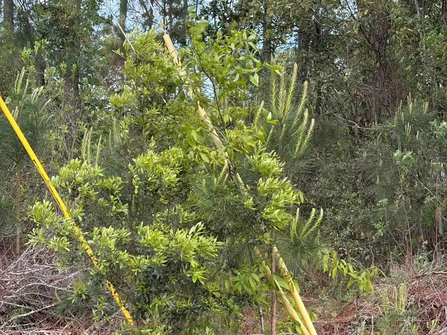 TBD Gussie Ct., Myrtle Beach, SC 29588 - #2